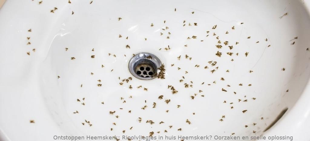 Rioolvliegjes in huis Heemskerk? Oorzaken & oplossingen
